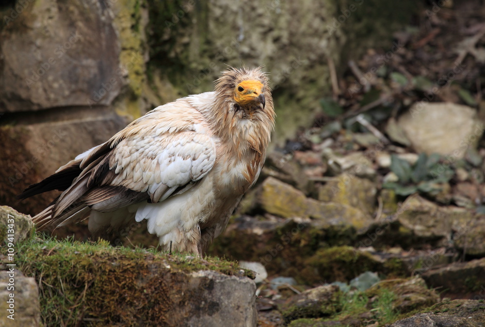 Vautour d’Égypte sur son aire Vautour d’Égypte sur son aire