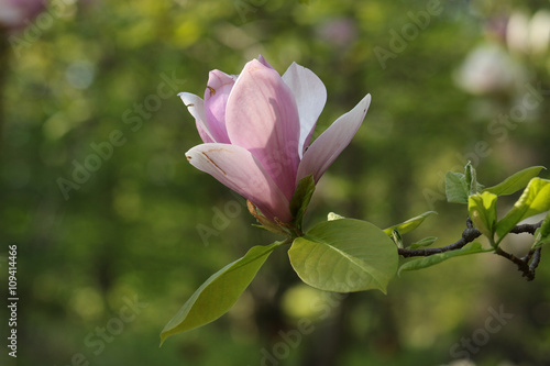 Single pink magnolia tree blossom close up photo