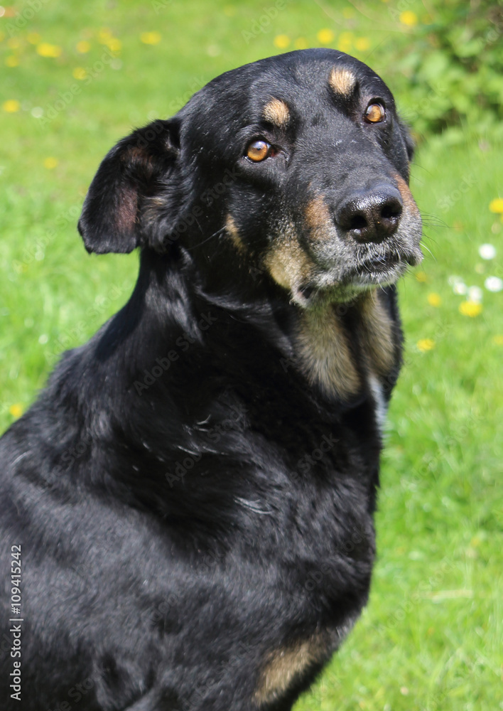 schwarzer Hund schwarzer Hund