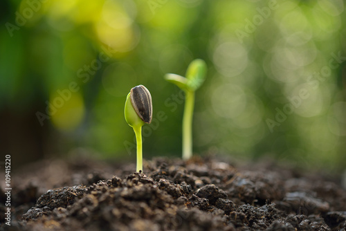 Green sprout growing from seed sitting on soil