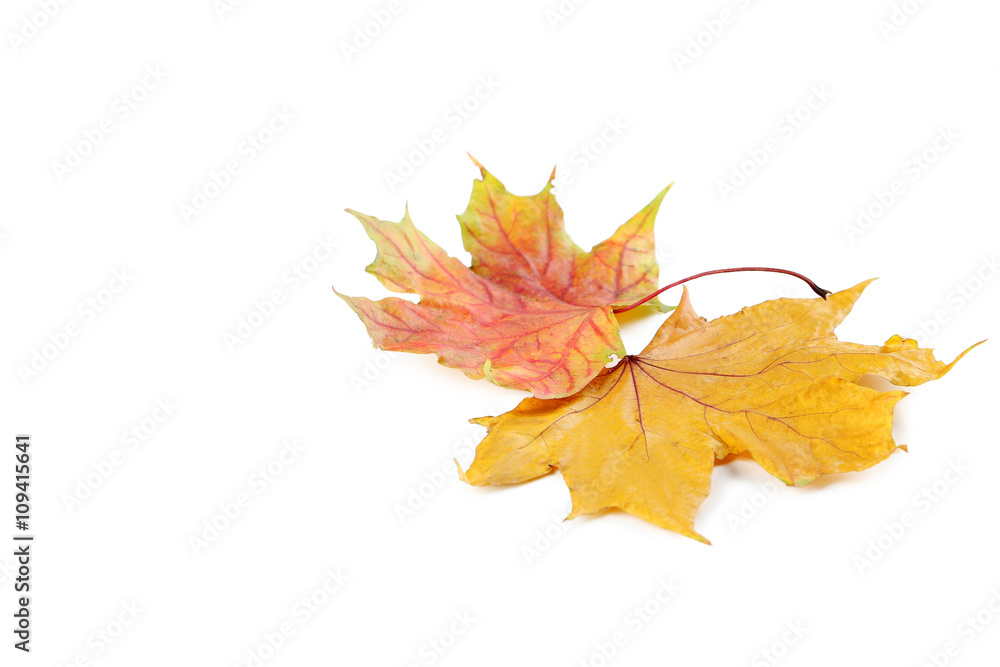 Autumn leafs isolated on a white Autumn leafs isolated on a white