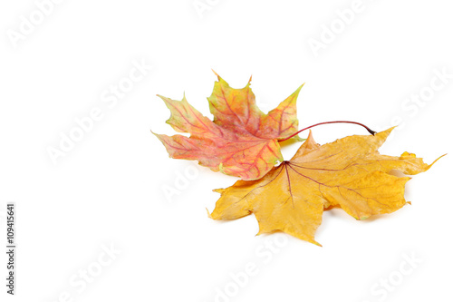 Autumn leafs isolated on a white