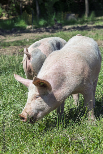 Weideschwein beim Fressen