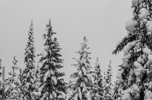 Snow-covered spruces