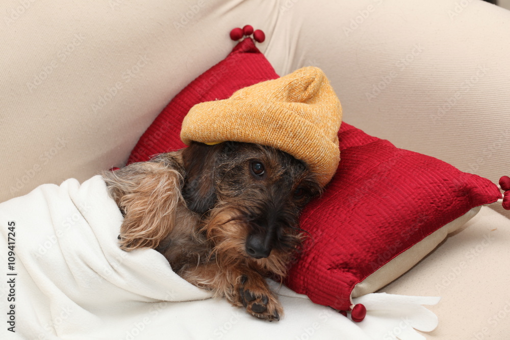 Bassotto dorme a casa a letto con cappello Bassotto dorme a casa a letto con cappello