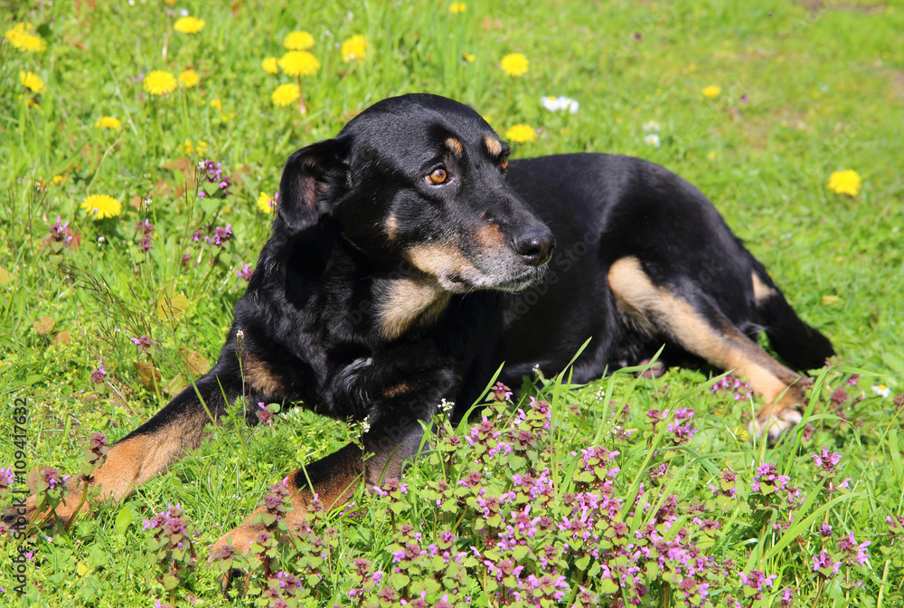 schwarzer Hund schwarzer Hund