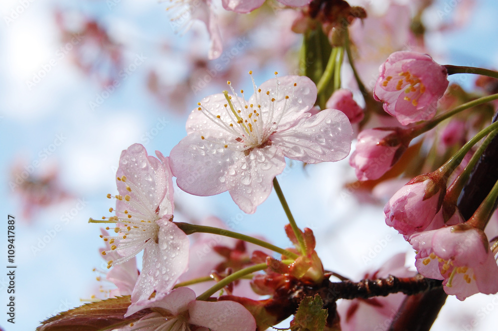 Obraz premium さくら 桜 春 北海道