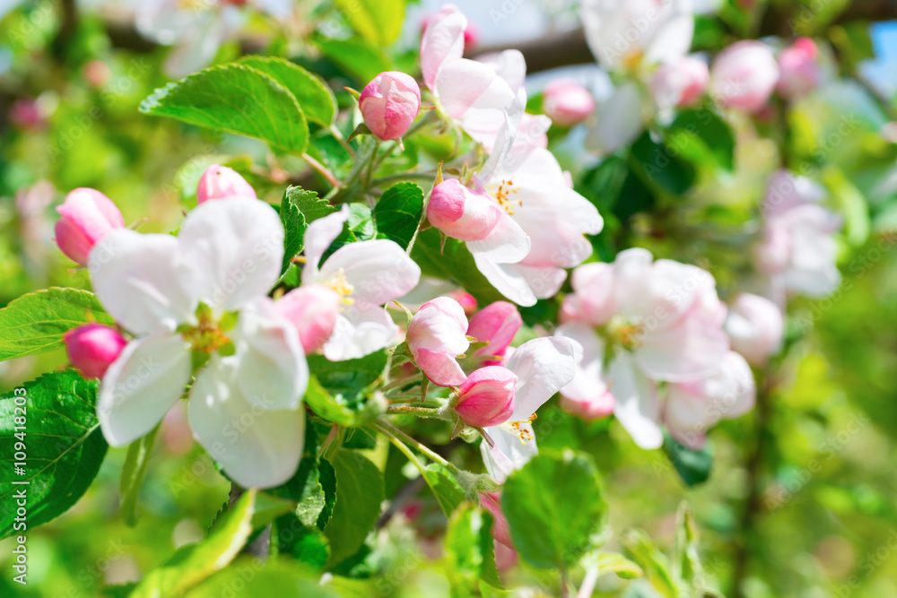 White apple flowers White apple flowers