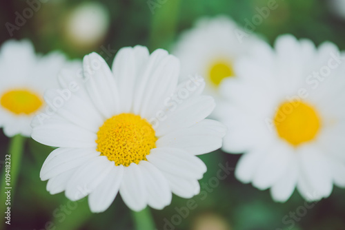 White and yellow flower. Detail of daisies in the grass. Macro of beautiful white daisies flowers. Daisy flower.