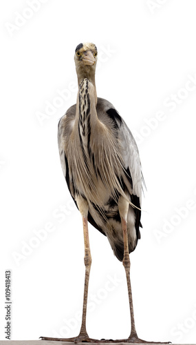 Obraz na plátně Grey heron (Ardea cinerea)