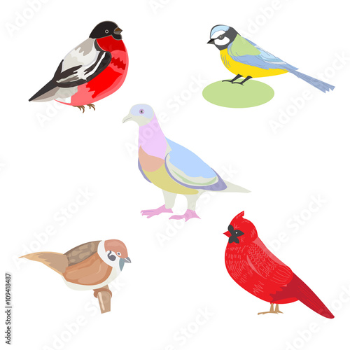Vector illustration of a set of images of birds, illustration bi © glu_51