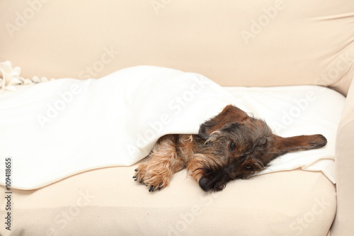 Cane bassotto dorme a casa sul divano