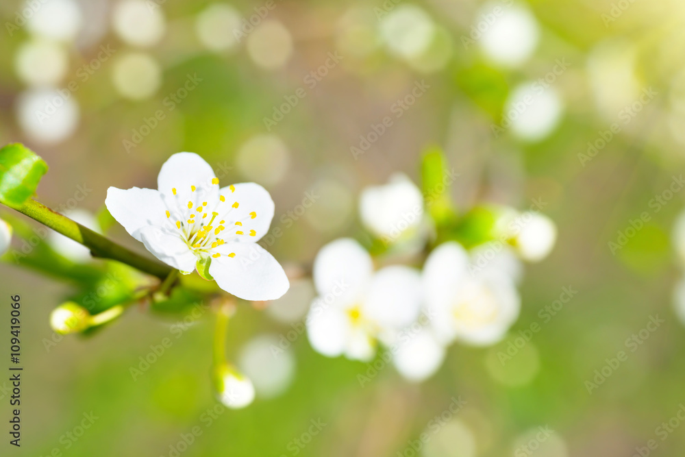 Spring blossoming white spring flowers Spring blossoming white spring flowers