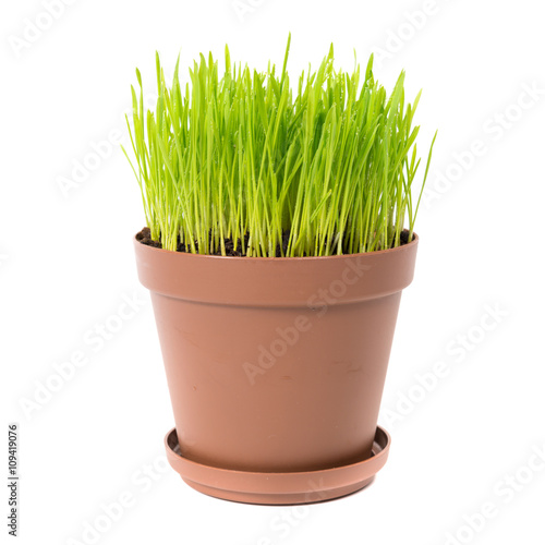 Green grass in the plant pot