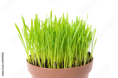 Green grass in the pot