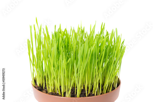 Green grass in the pot