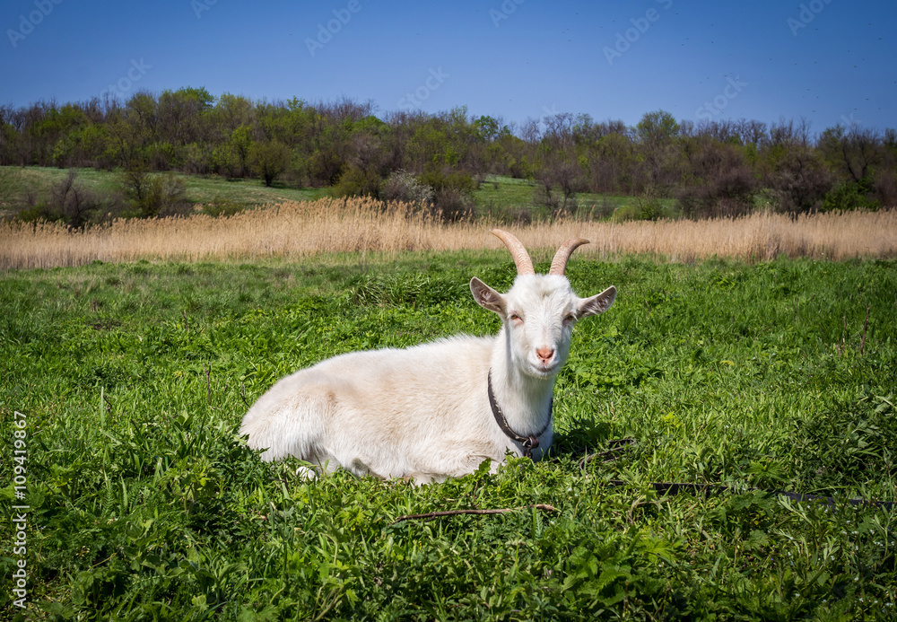 white domestic goat laying on the grass on the meadow
white domestic goat laying on the grass on the meadow