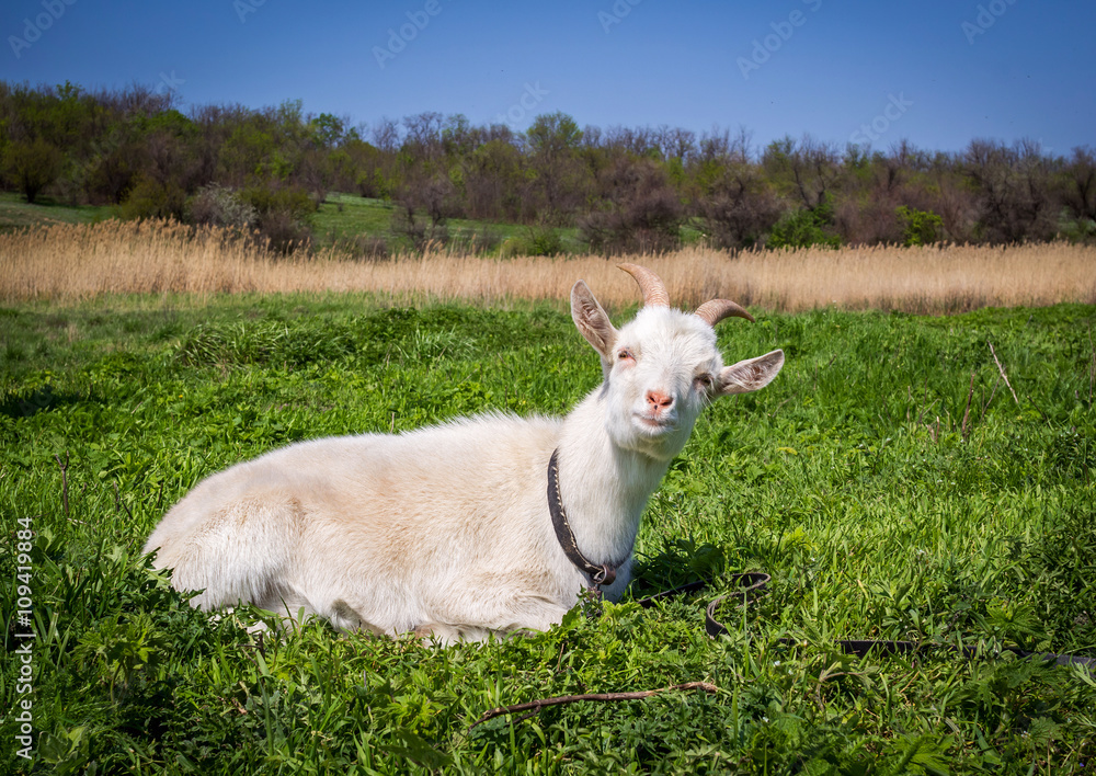 Fototapeta premium white domestic goat laying on the grass on the meadow 