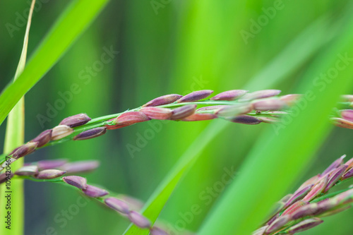 Obraz na plátně fresh riceberry in ricefield