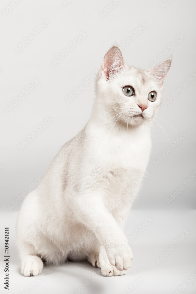 white breed cat sitting white breed cat sitting