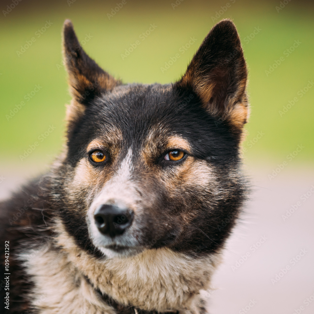 Portrait Of Medium Size Mixed Breed Dog Portrait Of Medium Size Mixed Breed Dog