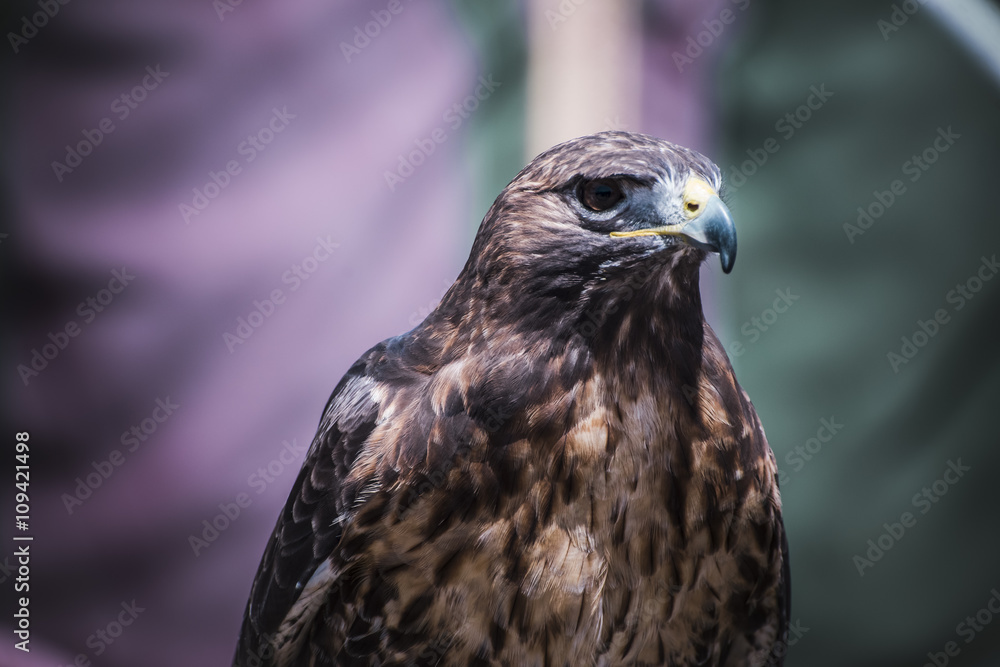 predator, exhibition of birds of prey in a medieval fair, detail predator, exhibition of birds of prey in a medieval fair, detail