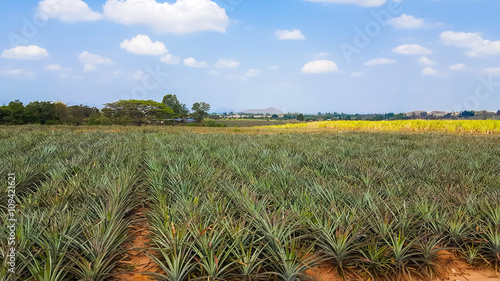 pineapple plantation under blue sky in Thailand