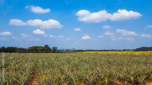 pineapple plantation under blue sky in Thailand