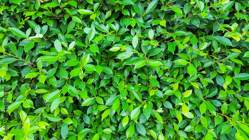 texture green leaf pattern background
