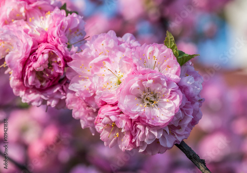 Photos Branch of blooming almond (shrubby cherry - Prunus triloba) flowers