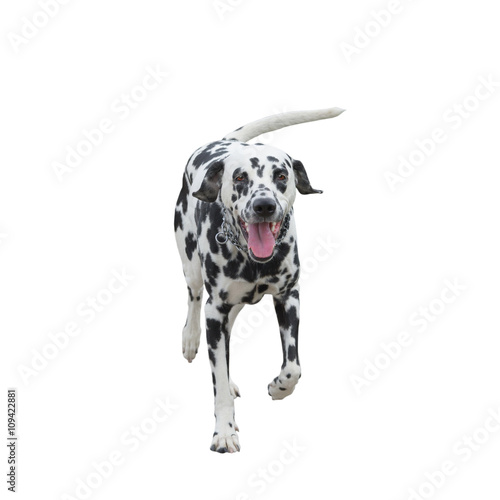 running dog -- isolated on white background