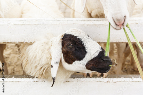 sheep in farm at Swizz Sheep Farm,Cha Am,Thailand photo