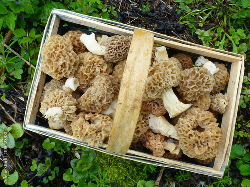 Pilzkorb mit speisemorcheln (Morchella esculenta) photo