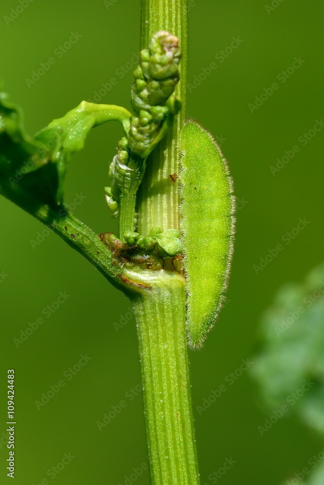 Fototapeta premium Lycaena dispar, bruco