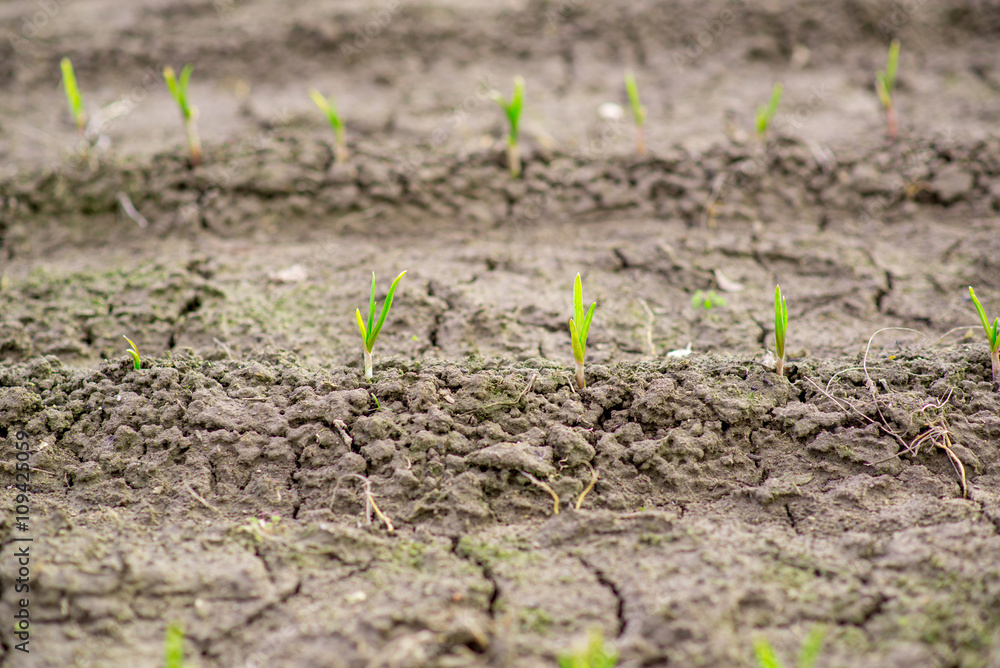 Green sprouts among the dried and cracked earth Green sprouts among the dried and cracked earth