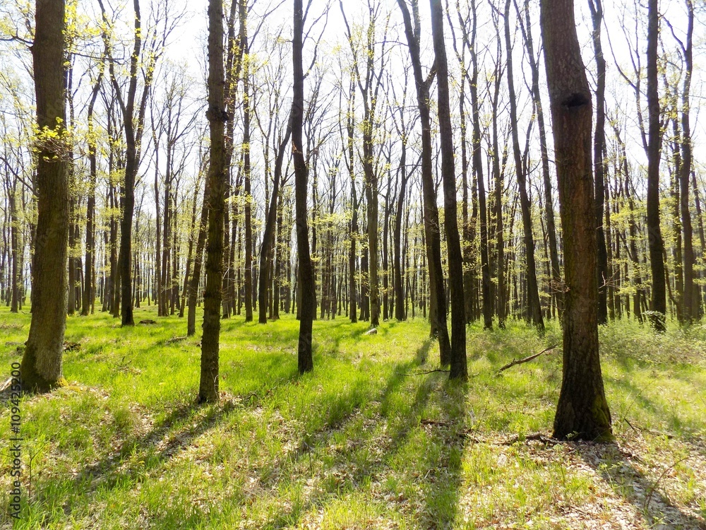 Obraz premium Deciduous forest