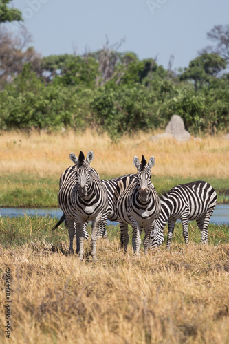 Zebras grazing in the Okavango Delta