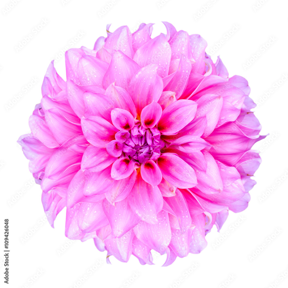 Pink Chrysanthemum Flower Isolated on White Background. Macro Closeup