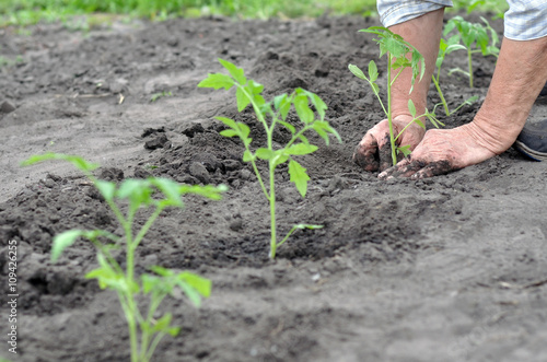 farmer planting a tomato seedling