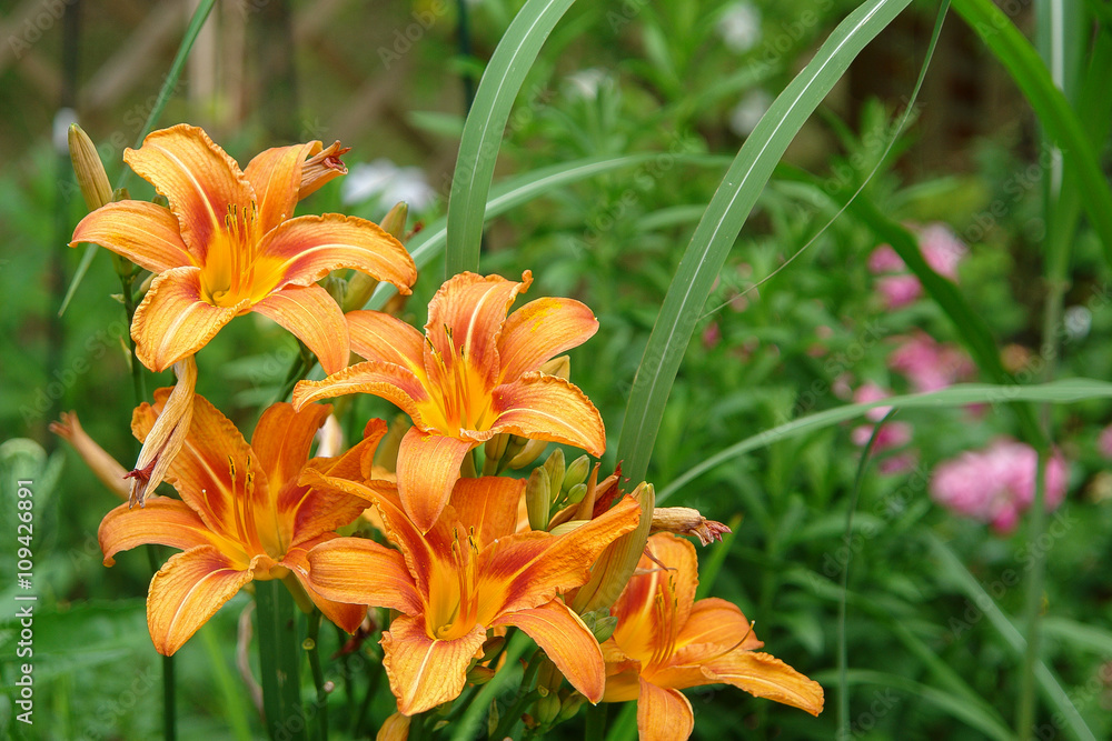 Lilienblüten Lilienblüten