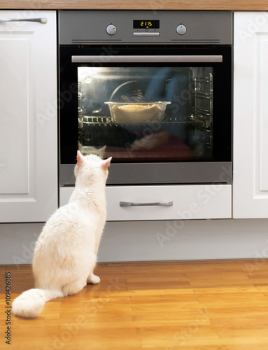 White cat is watching food in the oven.