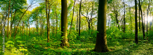 Wald Panorama © Günter Albers