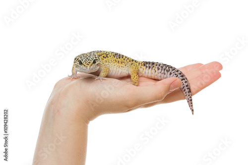 Small lizard on hands