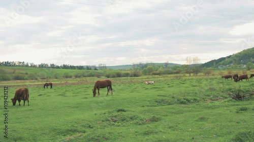 Horse and Cow Pasture Walks photo