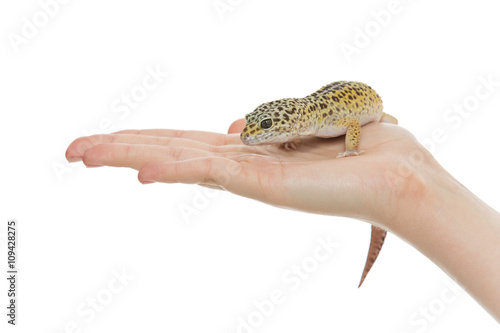 Small lizard on hands photo