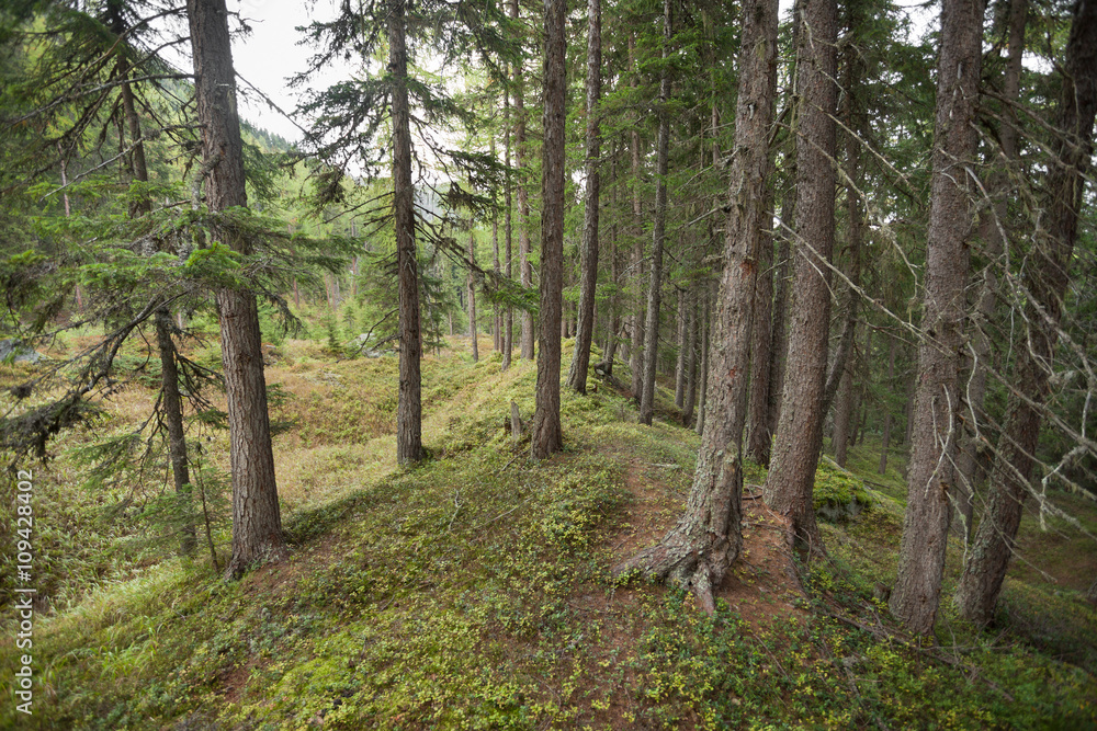 inside a typical forest of the Italian Alps