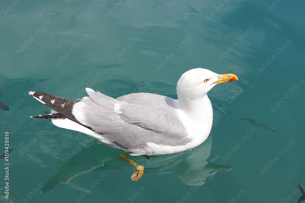 Fototapeta premium Seagull Screaming with Beak Wide Open