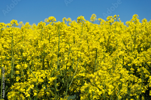 Rapsfeld in voller gelben Blüte