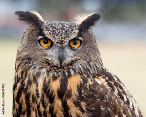 Great Horned Owl / close up of a Great Horned Owl 