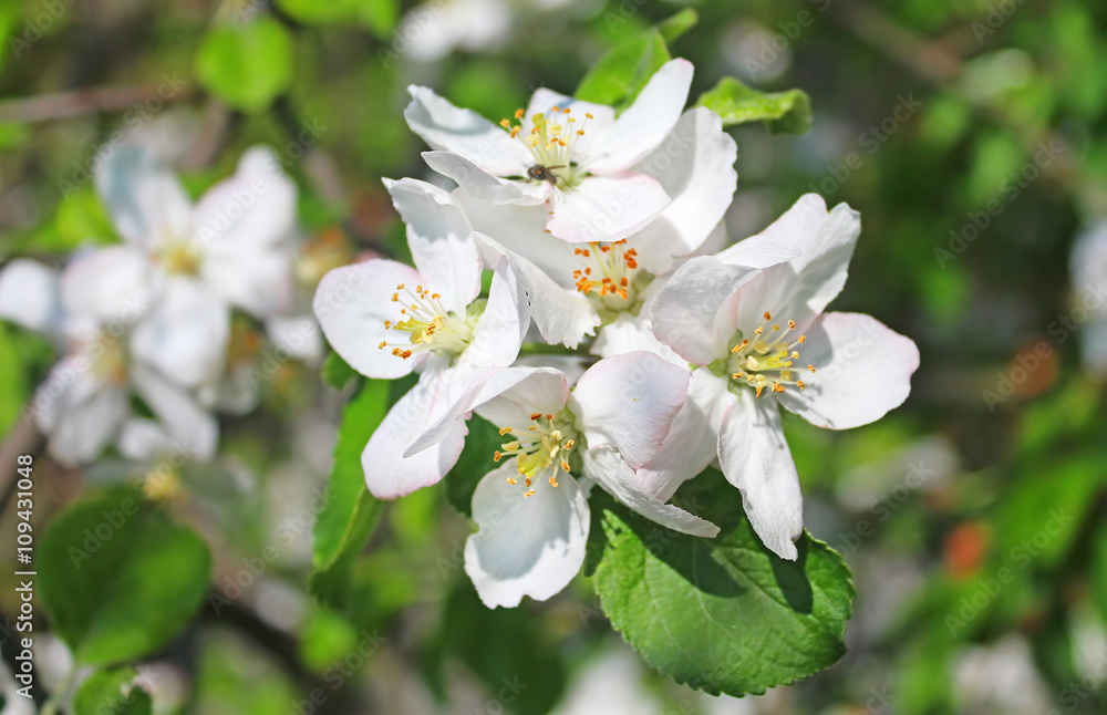 Fototapeta premium Apple blossom in the spring
